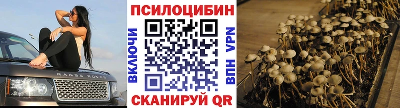сколько стоит  Любань  Псилоцибиновые грибы Psilocybine cubensis 